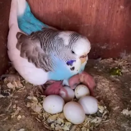 Elena Seaview House *