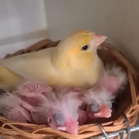 Elena Seaview House Apartment