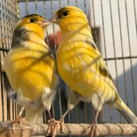 Elena Seaview House Apartment Argostoli (Kefalonia)