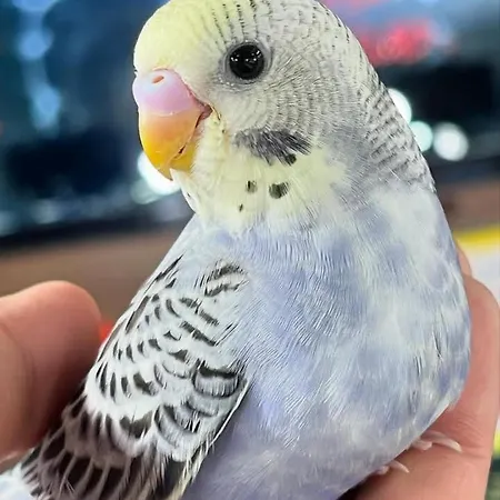 Apartment Elena Seaview House Argostoli (Kefalonia)