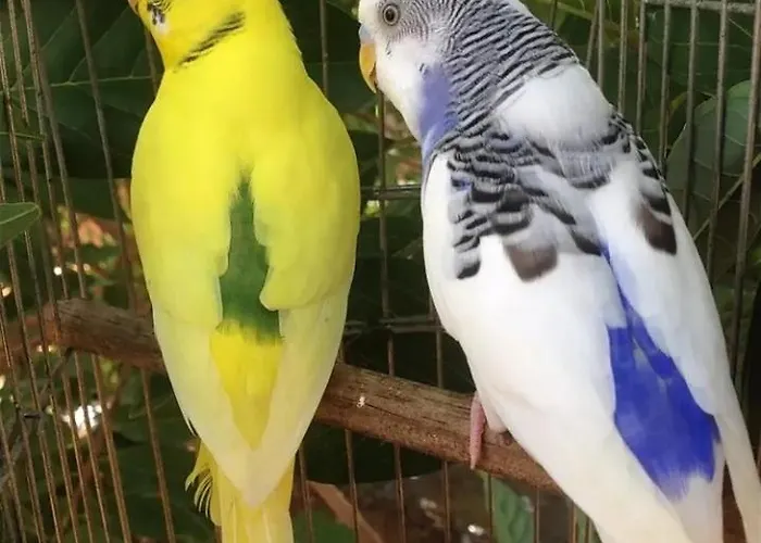 Apartamento Elena Seaview House *