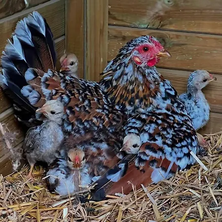 Apartament Elena Seaview House Argostoli (Kefalonia)