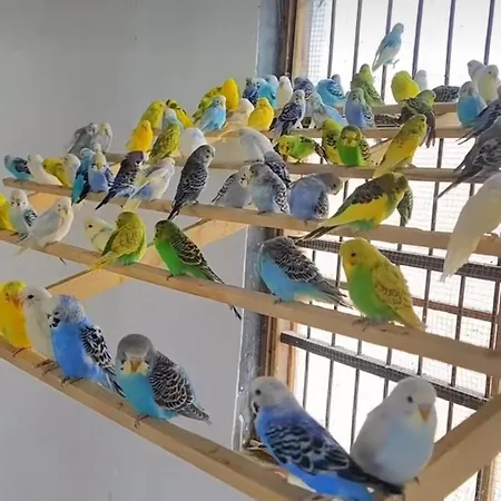 Apartament Elena Seaview House *