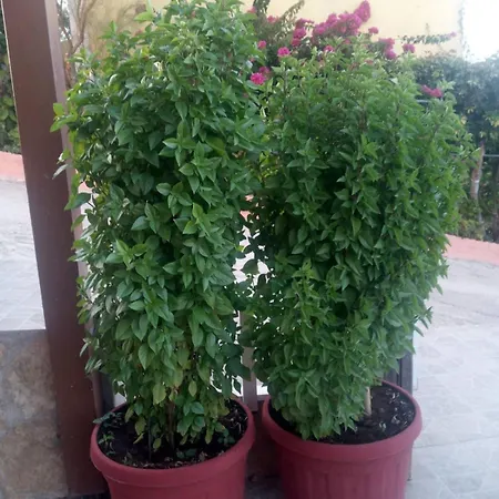 Apartament Elena Seaview House