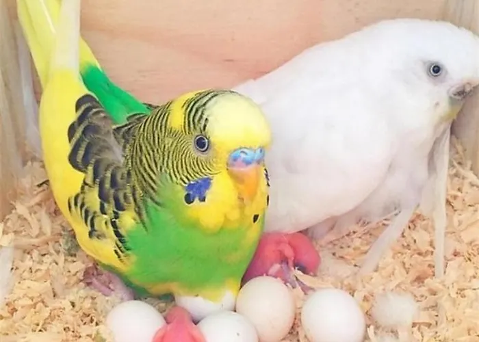 Elena Seaview House * Αργοστόλι