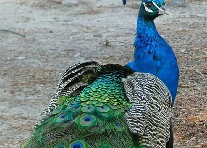 Elena Seaview House Διαμέρισμα