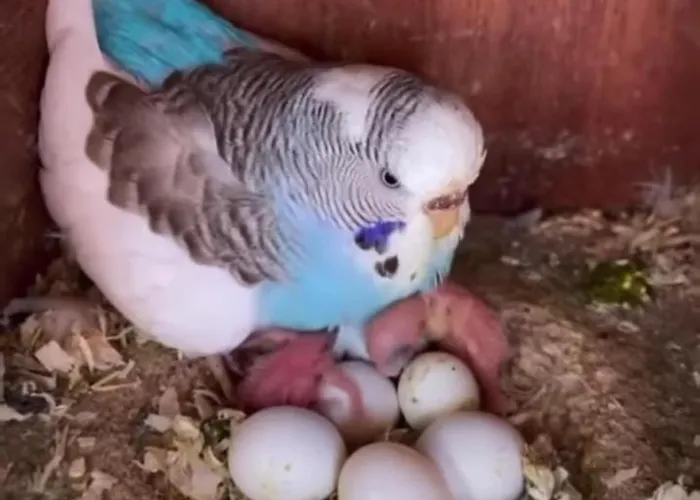 Elena Seaview House *