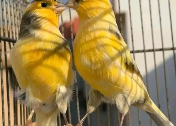 Elena Seaview House Διαμέρισμα Αργοστόλι