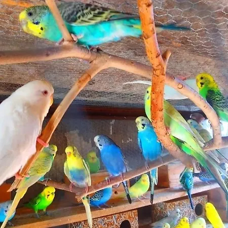 شقة Elena Seaview House