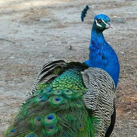 Elena Seaview House شقة