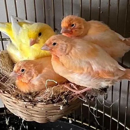 Elena Seaview House アルゴストリオン