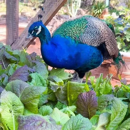 شقة Elena Seaview House *