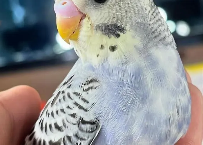 アパート Elena Seaview House アルゴストリオン